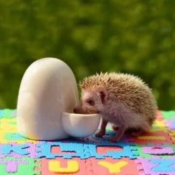 NWOT Ceramic Small Pet Drinking Water Feeder - Picture 2 of 5